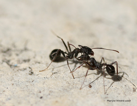 Ant fight