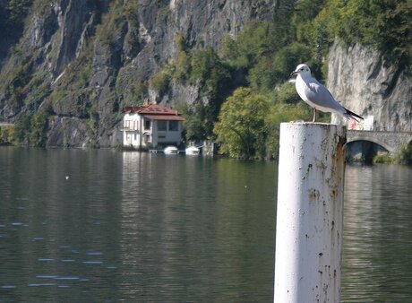 meeuw rust even uit meer van Lugano bij Porlezza