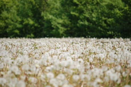 Paardebloemen in de wind