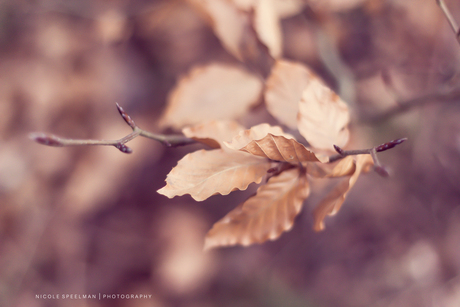 Leaves