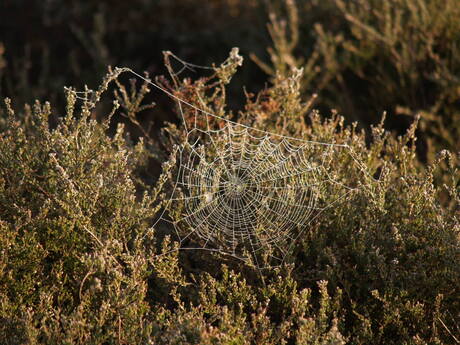 Web op Planken Wambuis