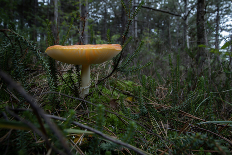 Mushroom 2