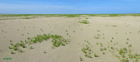 Zandvlakte Schiermonnikoog