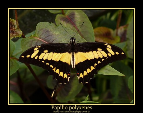 Papilio Polyxenes