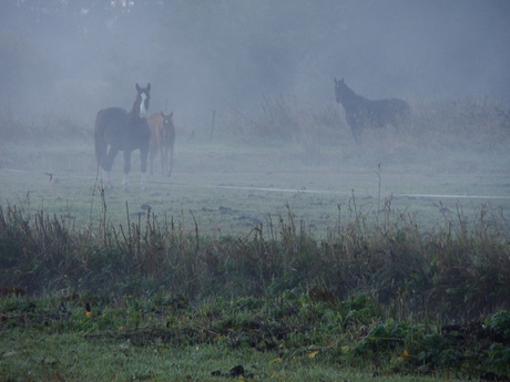 Paarden in de mist