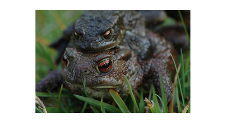 Toad riding