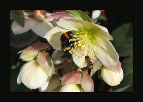 helleborus