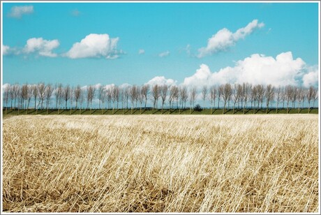 Golden nature.