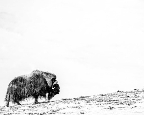 Muskox V