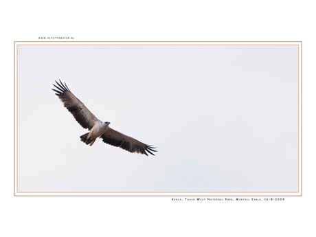 Martial Eagle, Kenia