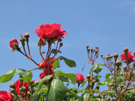 Natuur in beeld