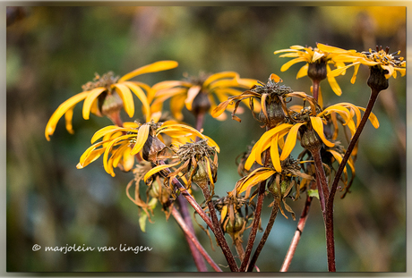 herfst