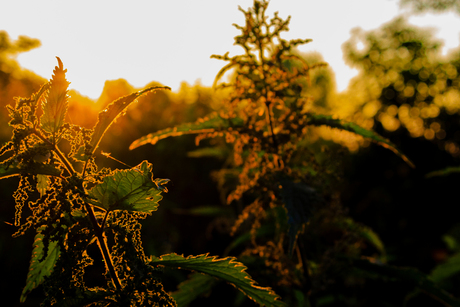 Het gaat allemaal om de schoonheid van de natuur.