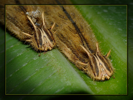 Caligo Memnon 2