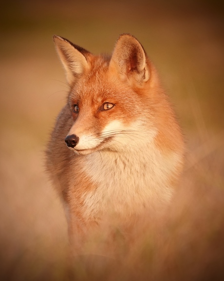 Sun fox