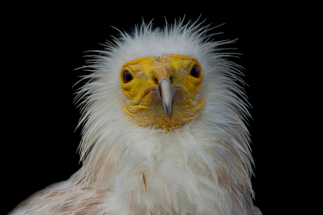 Egyptian Vulture