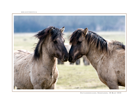 Konikpaarden