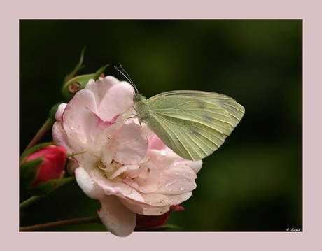 Pink Ribbon