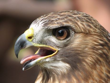 Amerikaanse roodstaartbuizerd 2