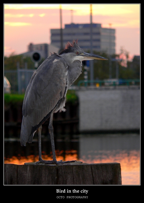 Bird in the city