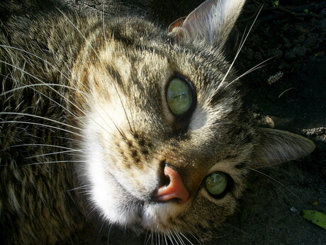 Close-up Cat