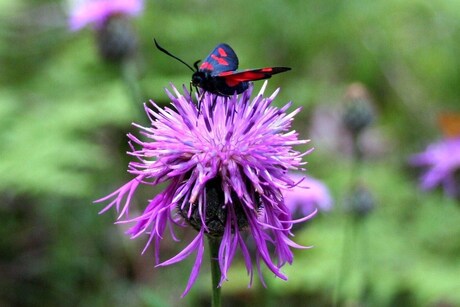 distel