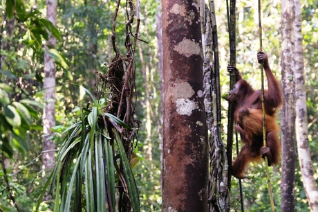 Orang Utan opvang Borneo