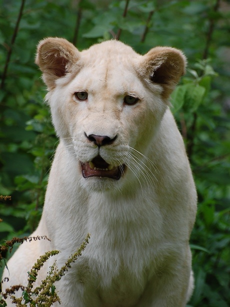 een witte leeuwin
