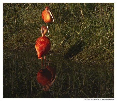 Rode ibissen