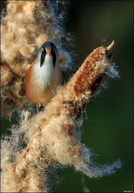 Baardmannetje.