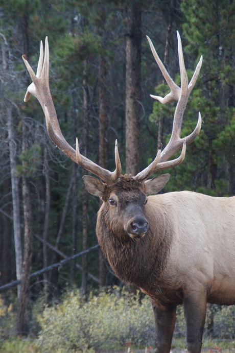 Face to face with a Wapiti in Canadian Rockies.