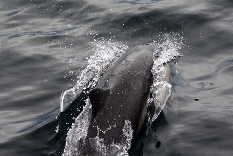 humpeg whale in front