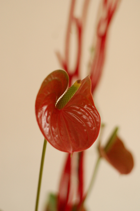 Anthurium