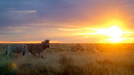Zebra Sunset