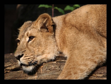 jonge leeuw salina 4