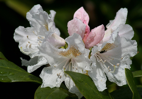 bloeiende rhododendron