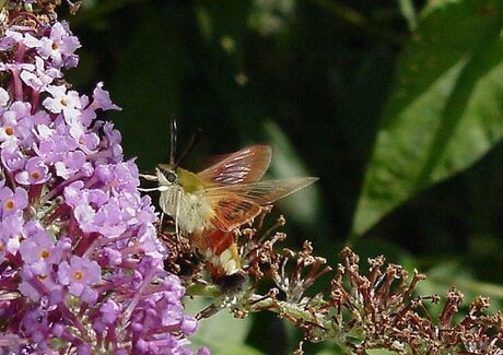 Kolibrie-vlinder