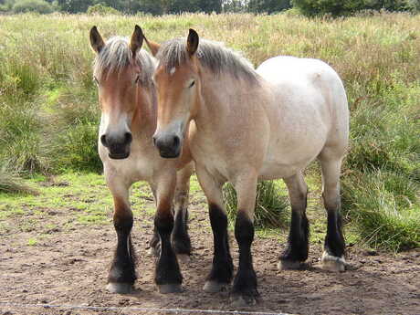 Trekpaarden