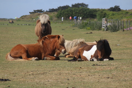 Vlieland, pauze voor de werkpaarden