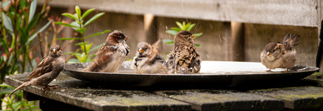 Waterfun in mijn tuin