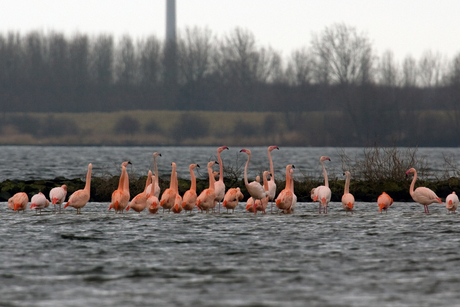 Nederlandse wilde Flamingo's 2