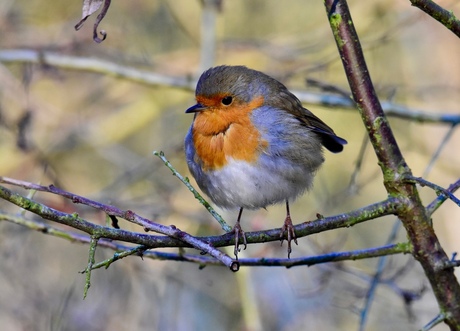 Little robin
