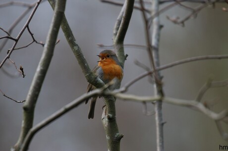 Roodborst