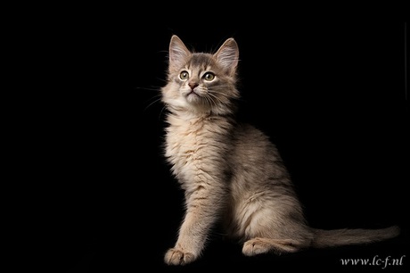 Somali kitten