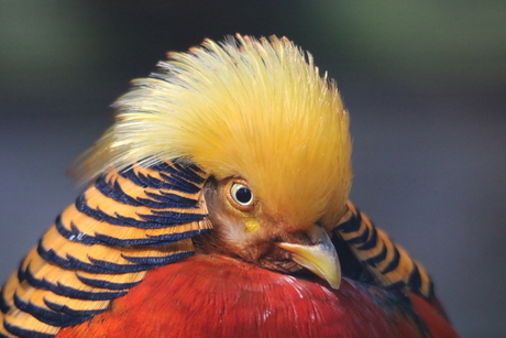 Prachtige vogel in Asserbos