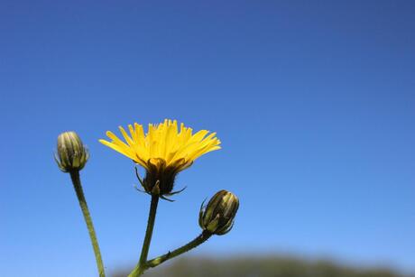 yellow flower