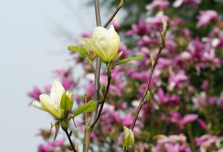 magnolia geel