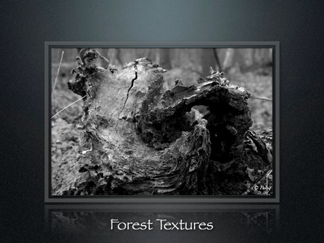 Forest Textures part2
