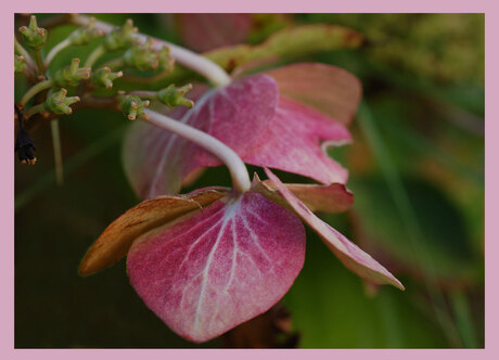 Pink ribbon - Hortensia