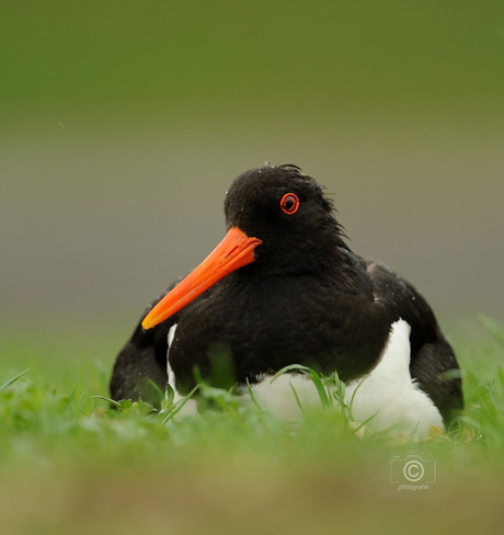 Zitten in de regen